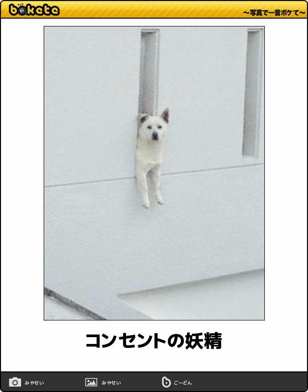 動物のboketeを貼るトピpart4