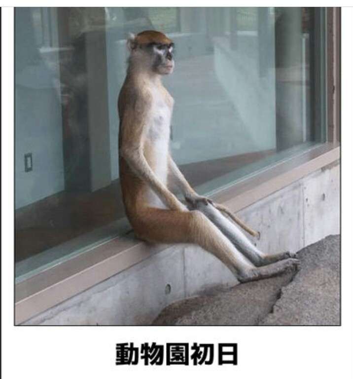 動物のboketeを貼るトピpart4
