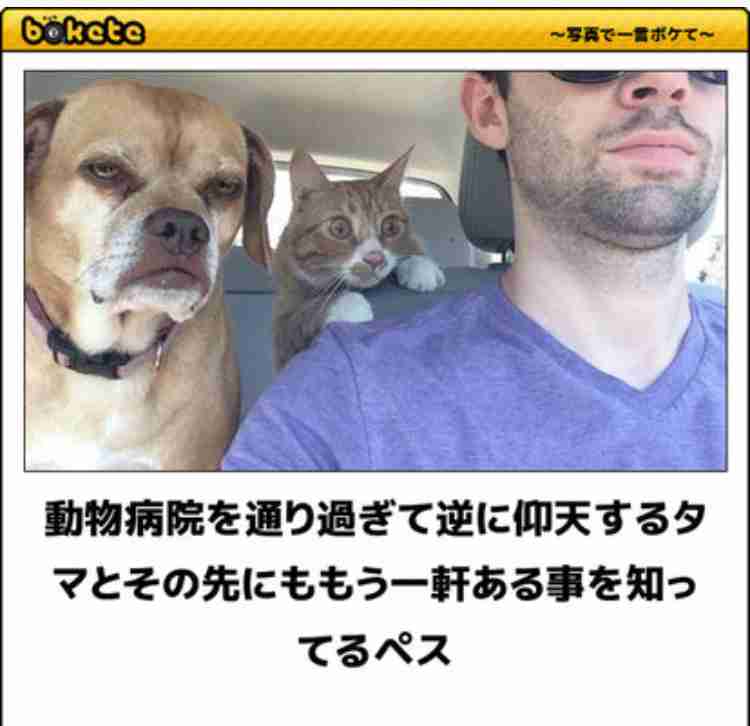 動物のboketeを貼るトピpart4