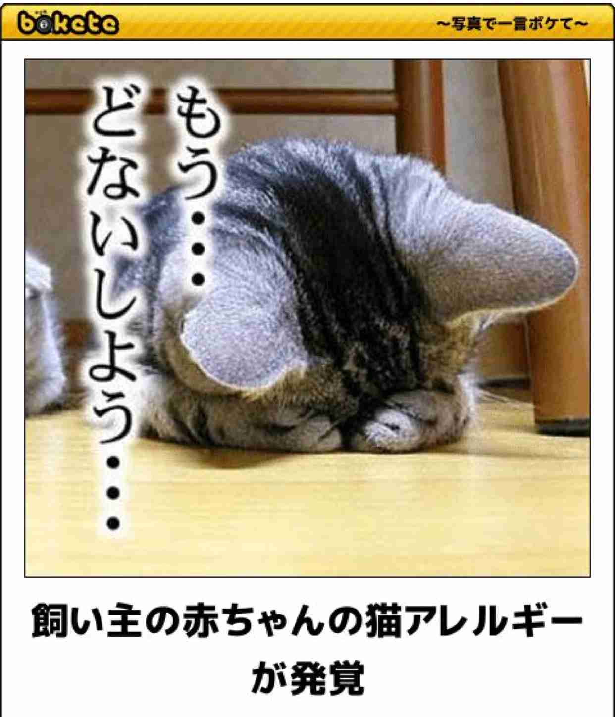 動物のboketeを貼るトピpart4