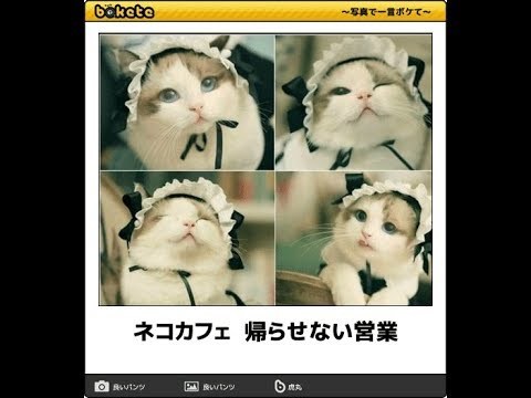 動物のboketeを貼るトピpart4
