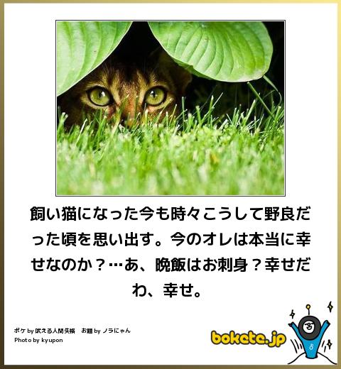 動物のboketeを貼るトピpart4
