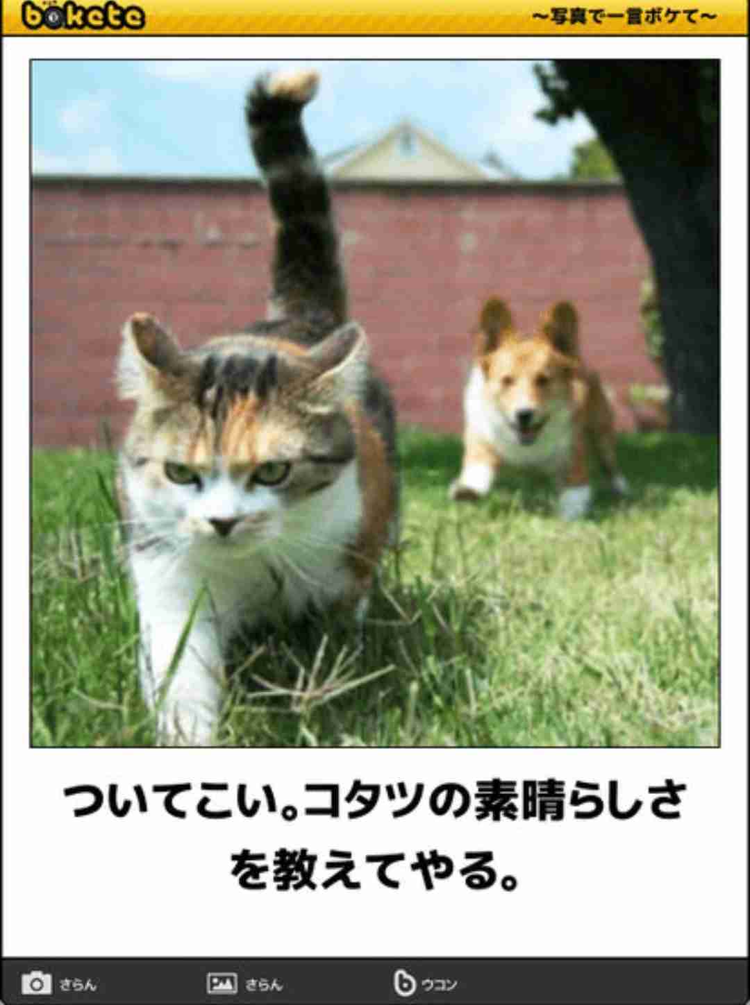 動物のboketeを貼るトピpart4