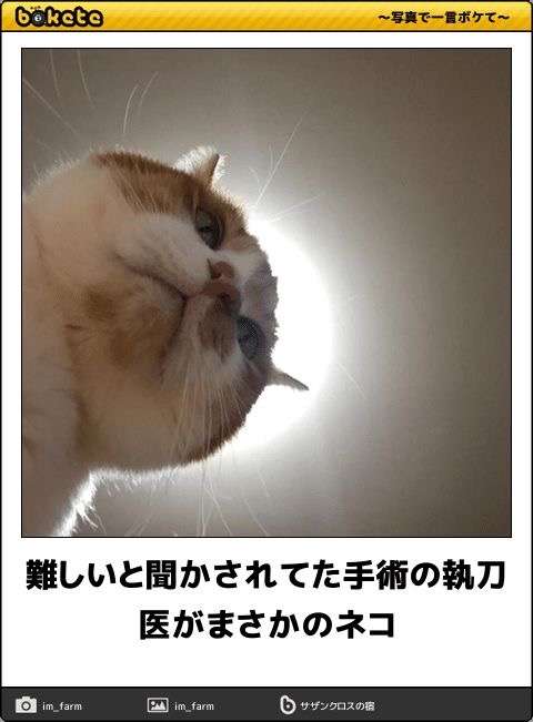 動物のboketeを貼るトピpart4