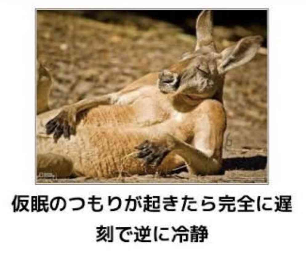 動物のboketeを貼るトピpart4