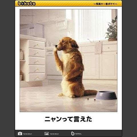 動物のboketeを貼るトピpart4