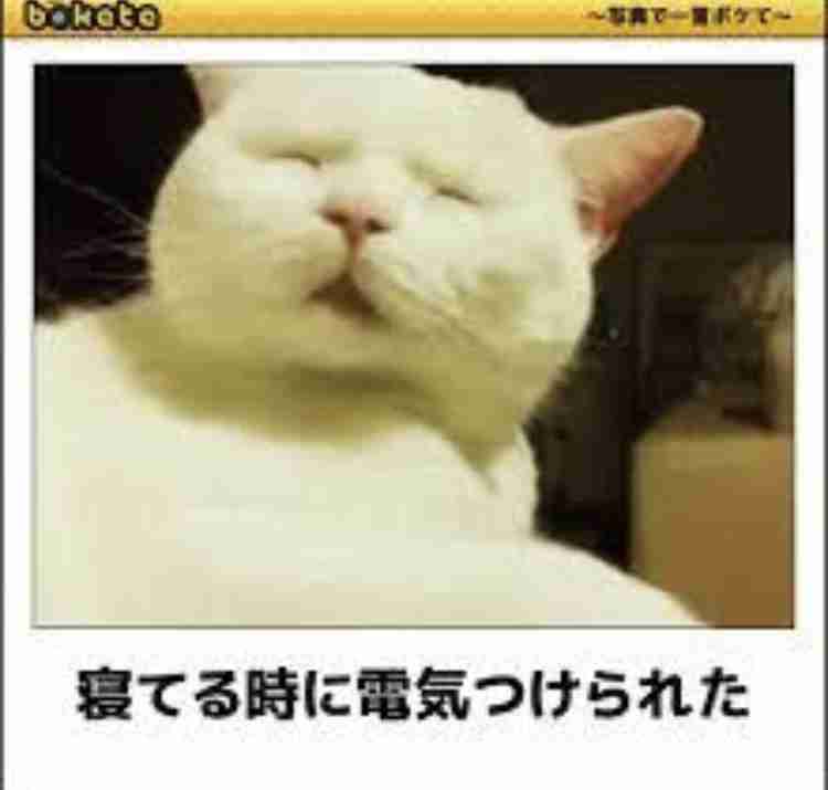 動物のboketeを貼るトピpart4