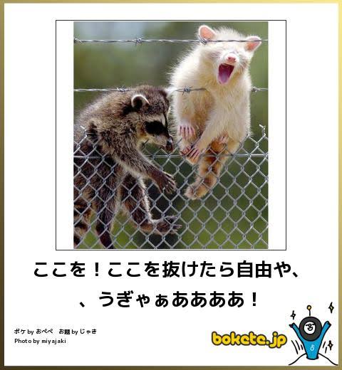 動物のboketeを貼るトピpart4
