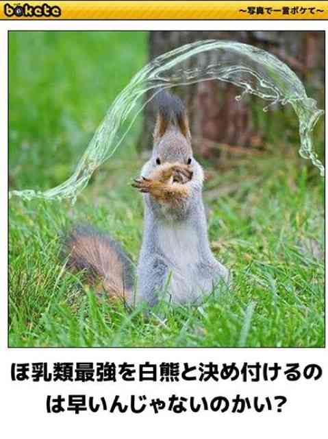 動物のboketeを貼るトピpart4