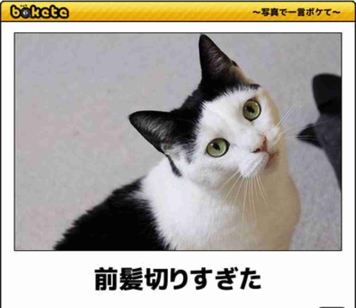 動物のboketeを貼るトピpart4