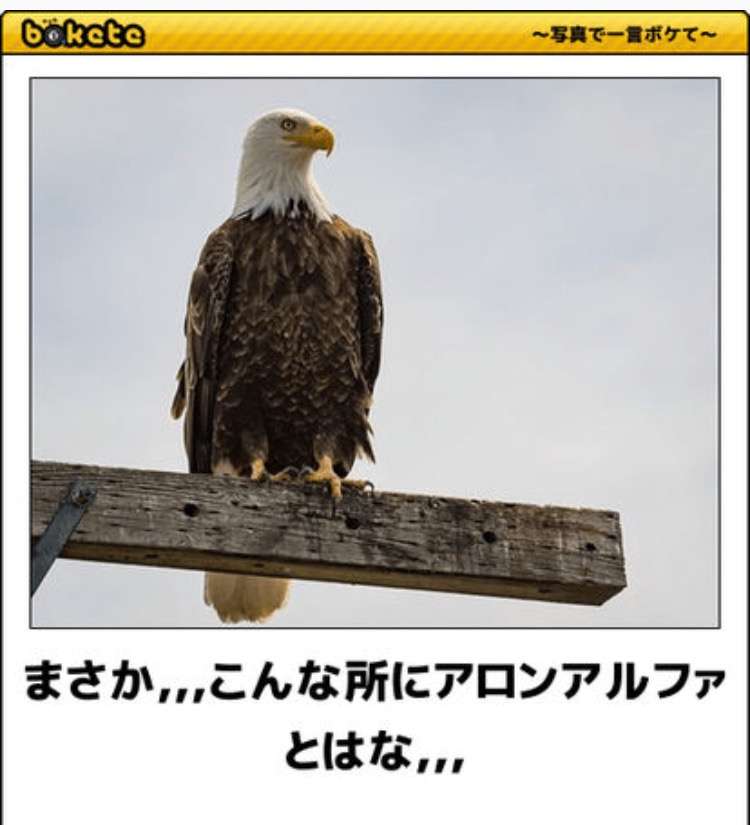 動物のboketeを貼るトピpart4