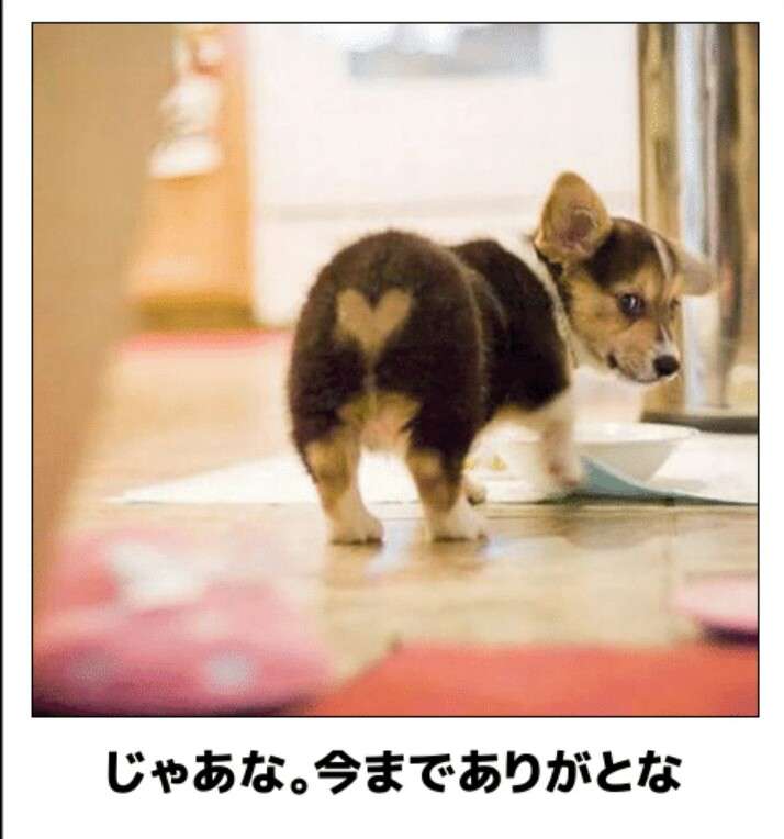 動物のboketeを貼るトピpart4