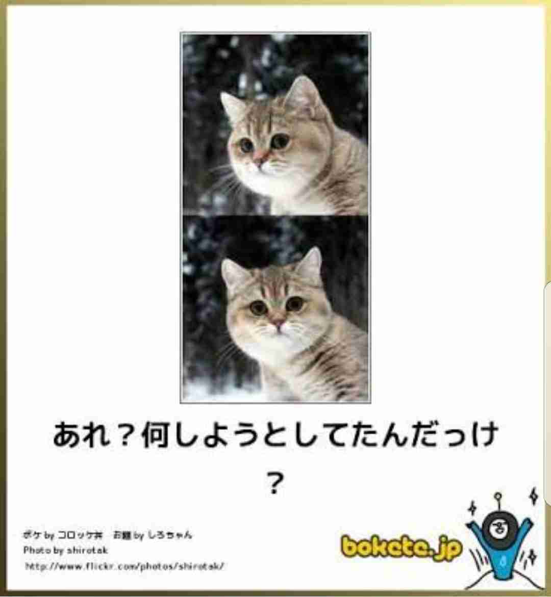 動物のboketeを貼るトピpart4