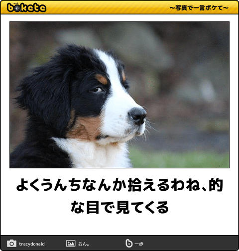 動物のboketeを貼るトピpart4