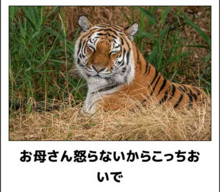 動物のboketeを貼るトピpart4