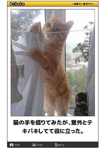 動物のboketeを貼るトピpart4