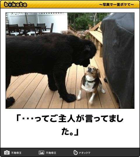 動物のboketeを貼るトピpart4