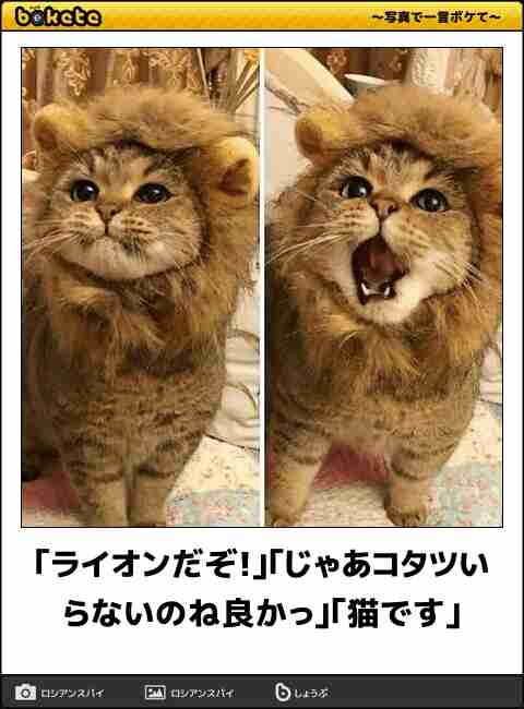 動物のboketeを貼るトピpart4