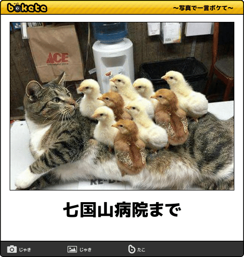 動物のboketeを貼るトピpart4