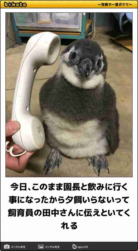 動物のboketeを貼るトピpart4