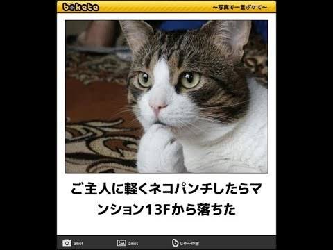 動物のboketeを貼るトピpart4