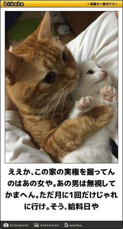 動物のboketeを貼るトピpart4