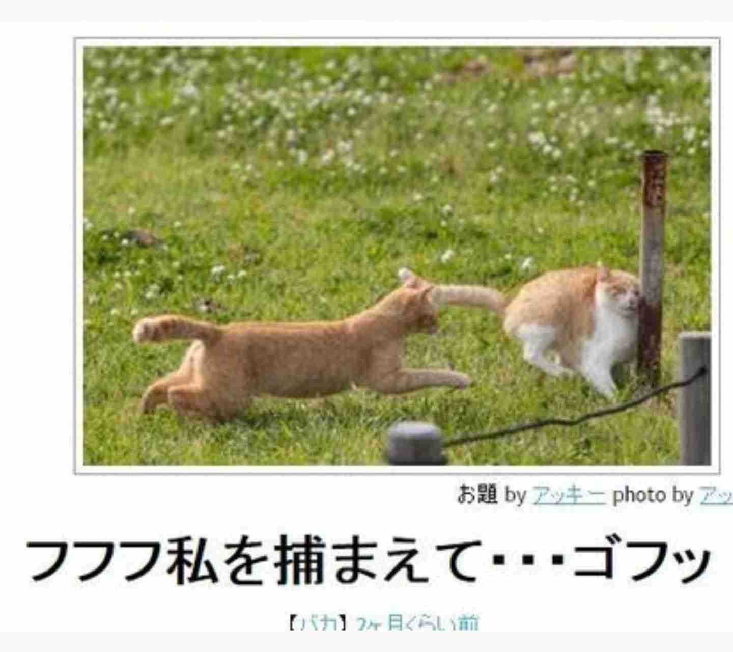 動物のboketeを貼るトピpart4