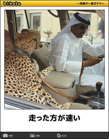 動物のboketeを貼るトピpart4