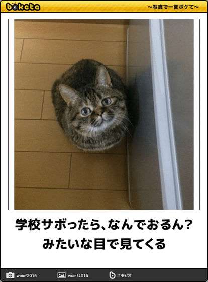 動物のboketeを貼るトピpart4