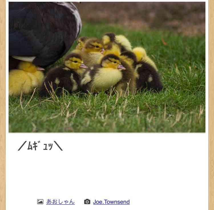 動物のboketeを貼るトピpart4