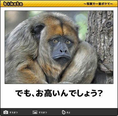 動物のboketeを貼るトピpart4