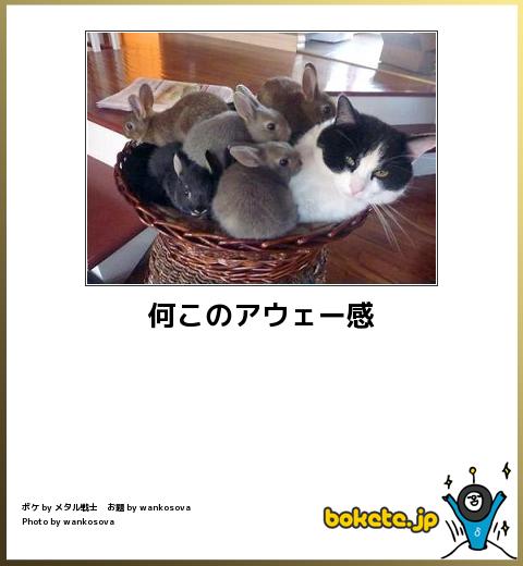 動物のboketeを貼るトピpart4