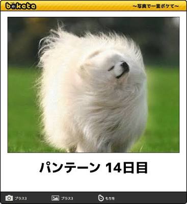 動物のboketeを貼るトピpart4