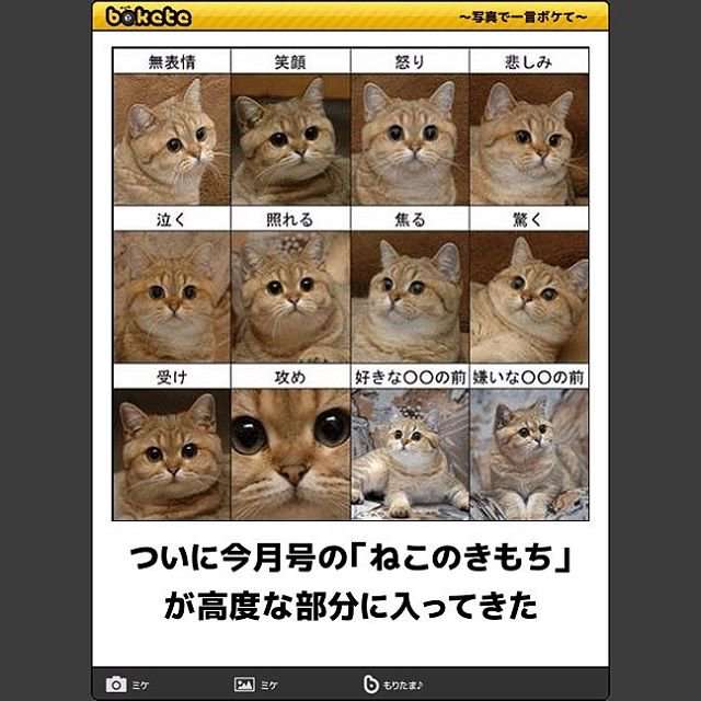 動物のboketeを貼るトピpart4