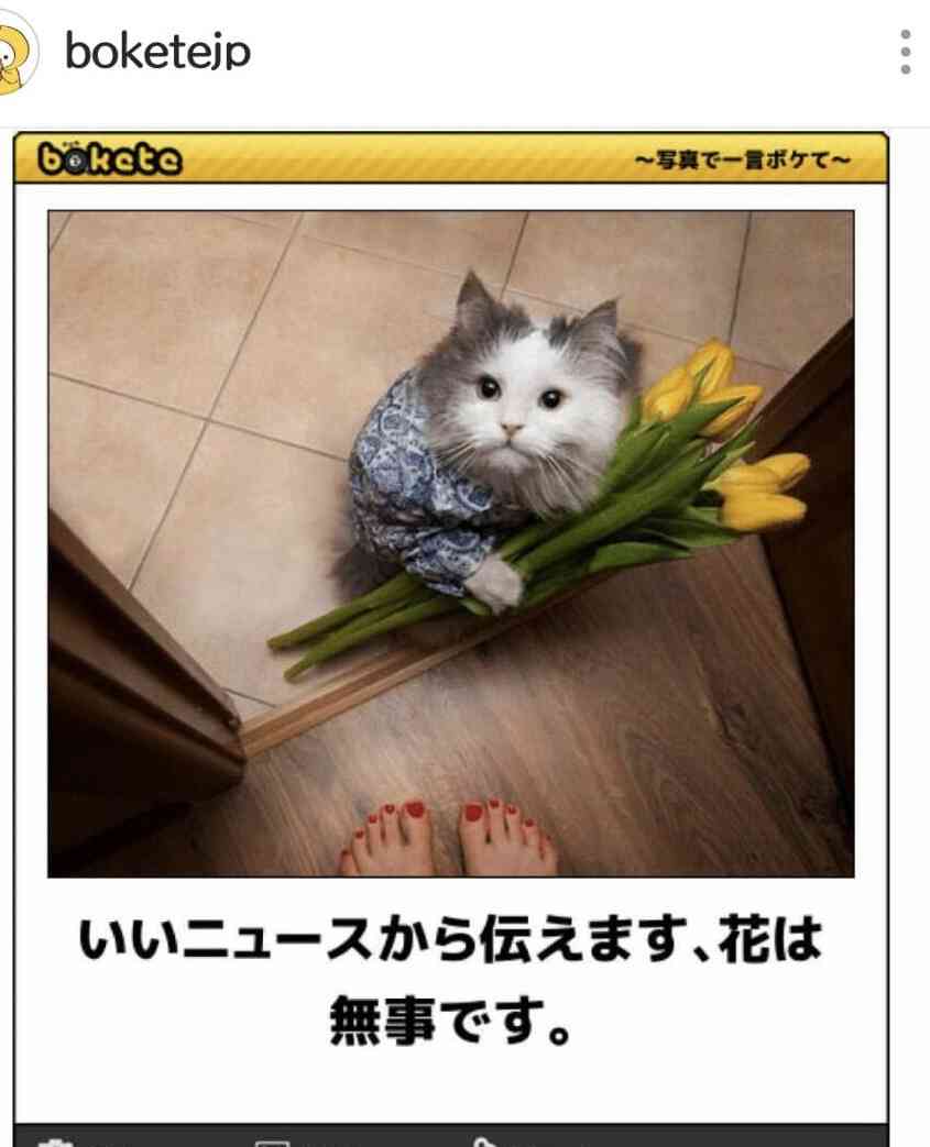 動物のboketeを貼るトピpart4