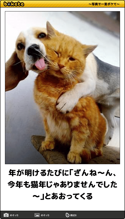 動物のboketeを貼るトピpart4