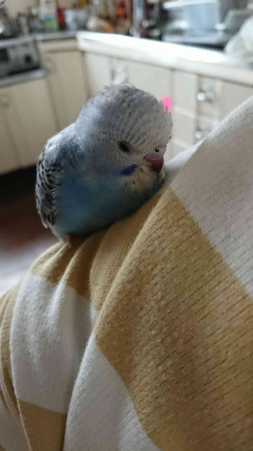 愛鳥会Part2