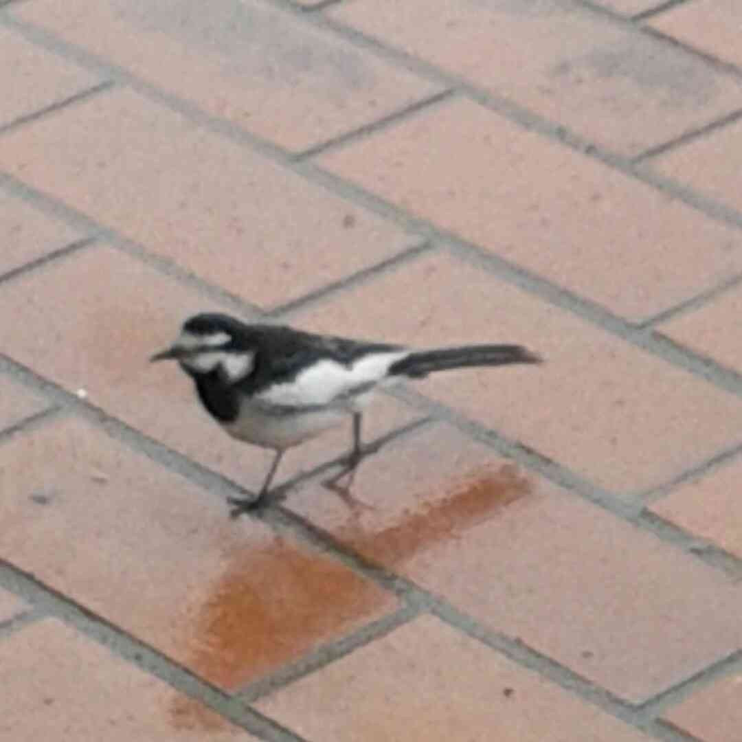 愛鳥会Part2