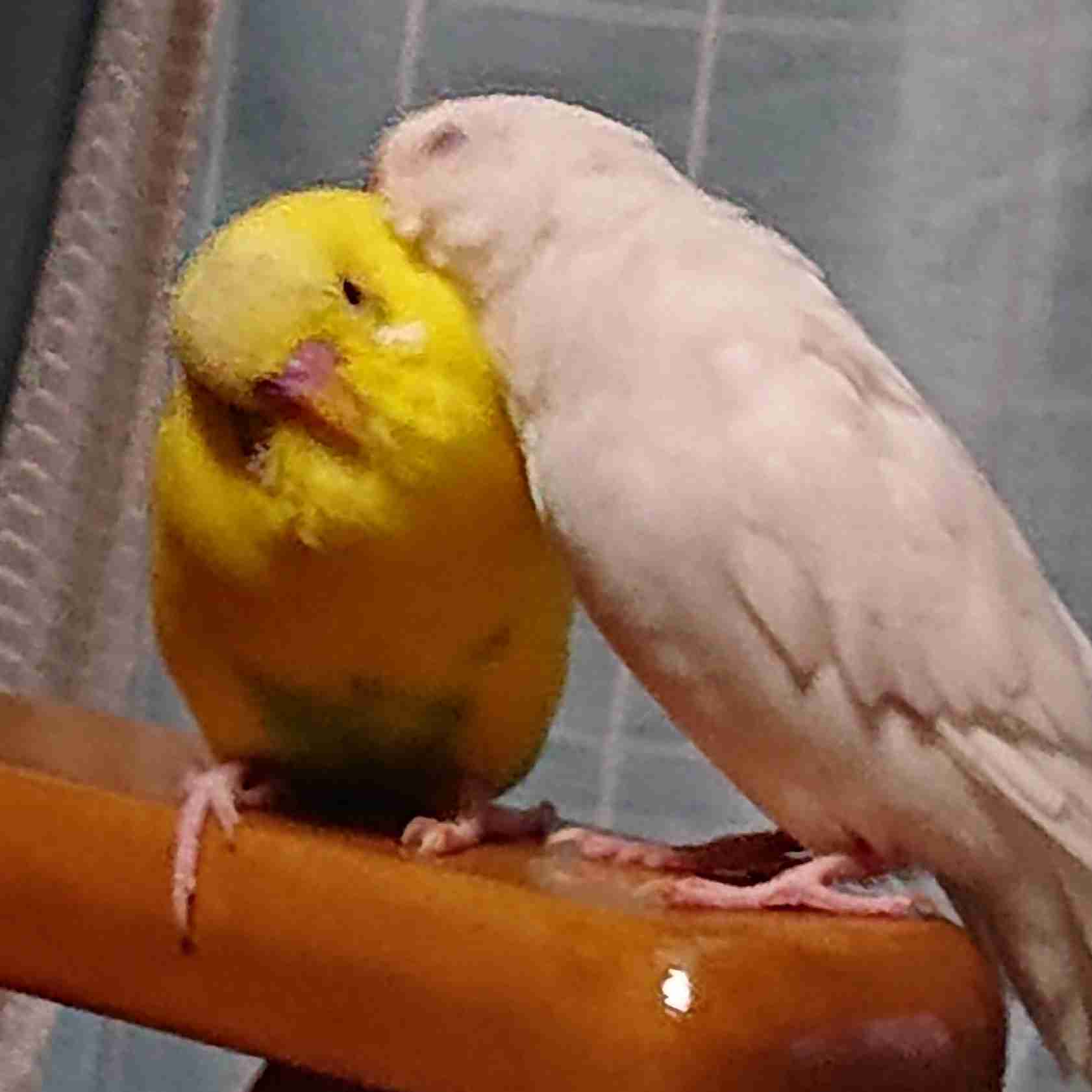 愛鳥会Part2