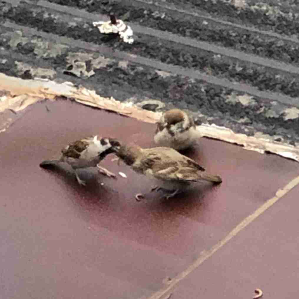 愛鳥会Part2