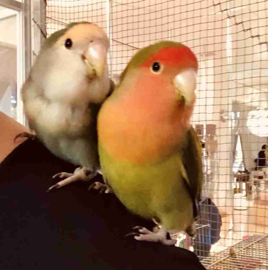 愛鳥会Part2