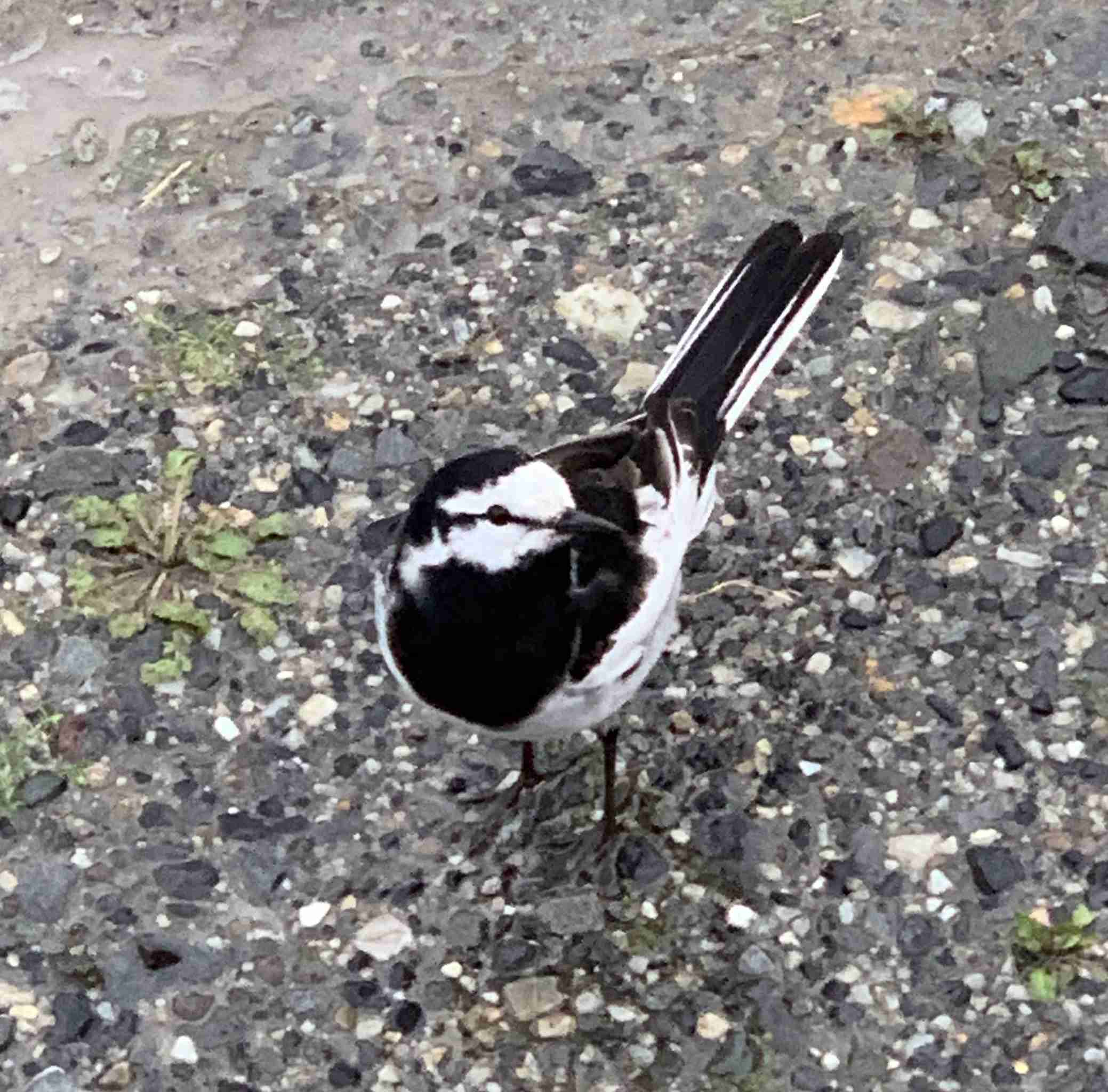 愛鳥会Part2