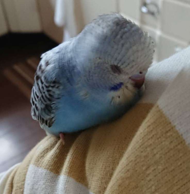 愛鳥会Part2