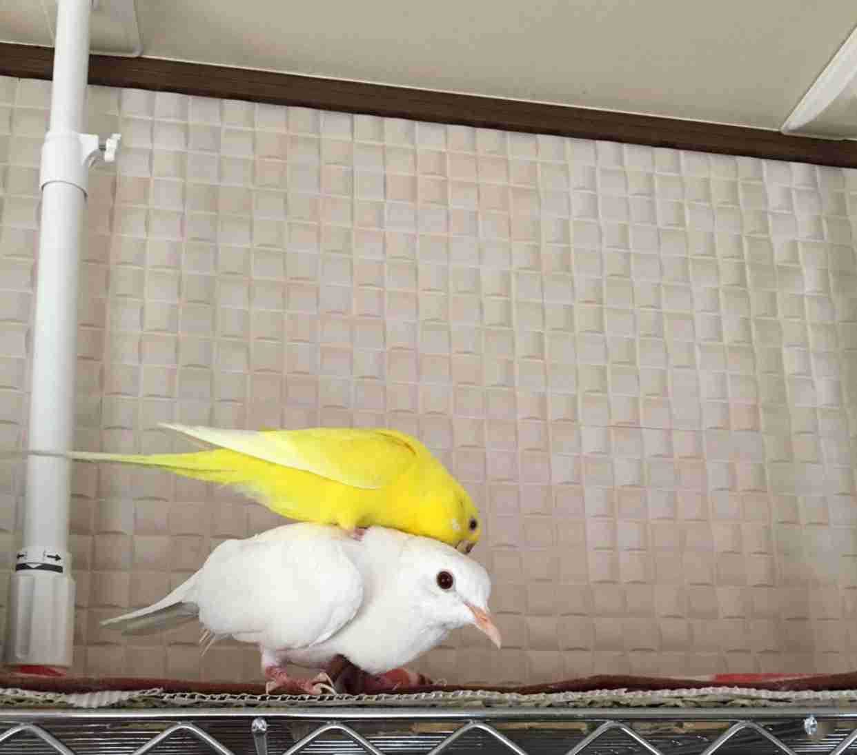 愛鳥会Part2