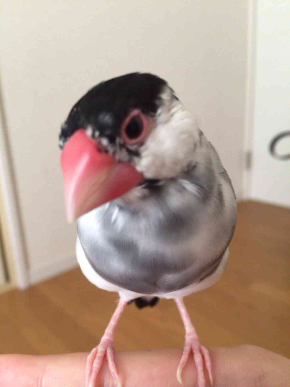 愛鳥会Part2