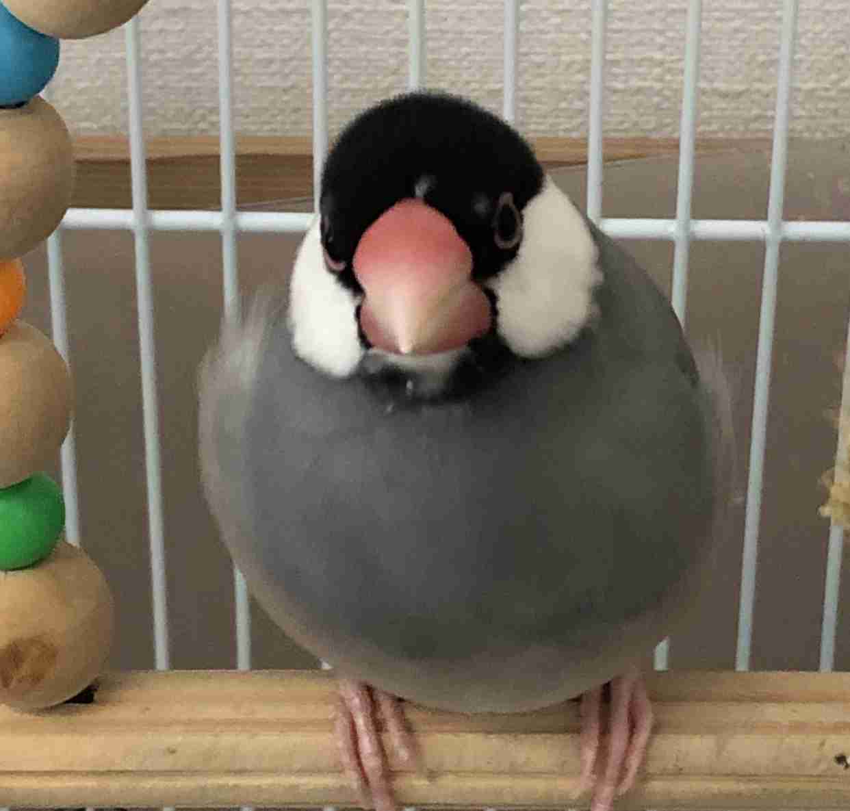 愛鳥会Part2