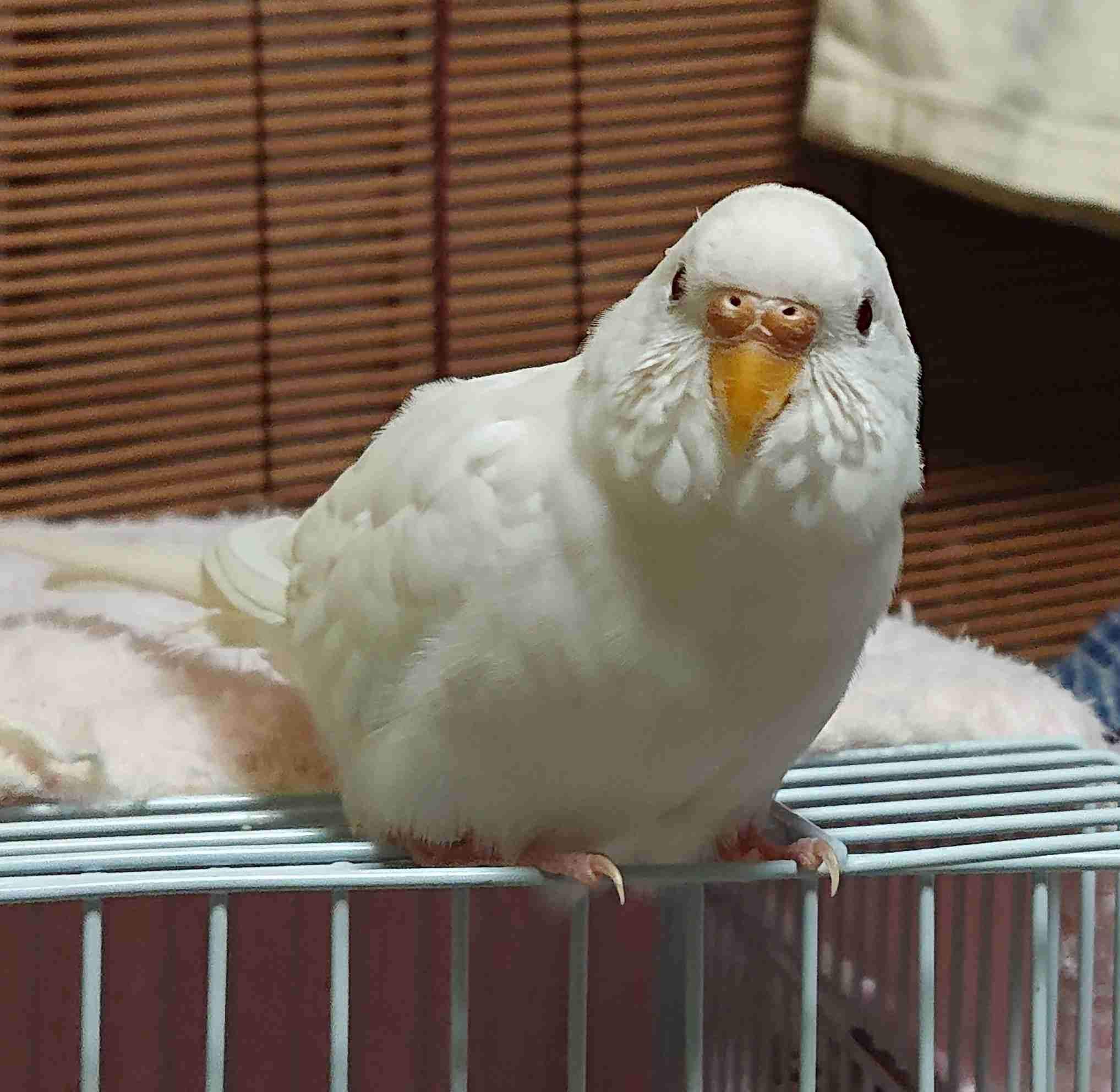 愛鳥会Part2