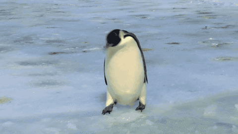 何度も見てしまう動画