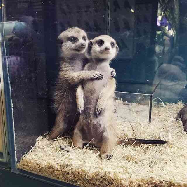 人間じゃないけど人間っぽいと思った画像を貼るトピ