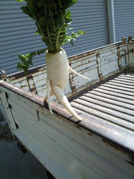 人間じゃないけど人間っぽいと思った画像を貼るトピ